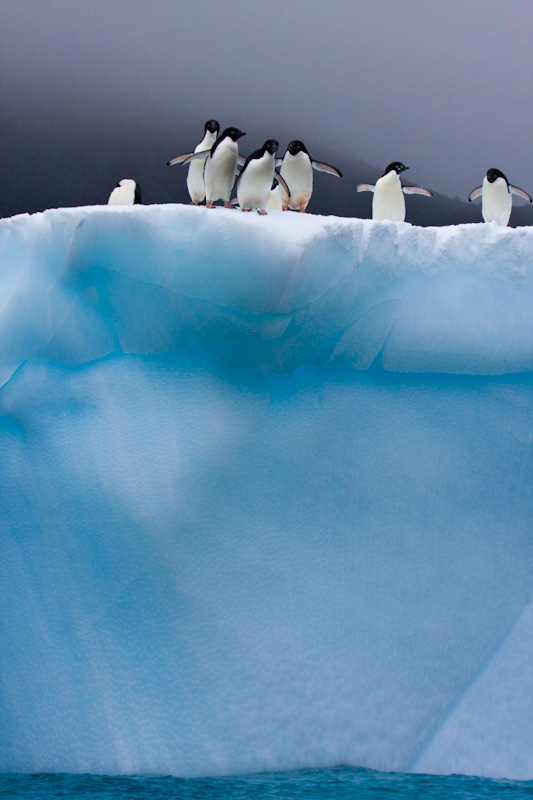 Adélie Penguins On Iceberg